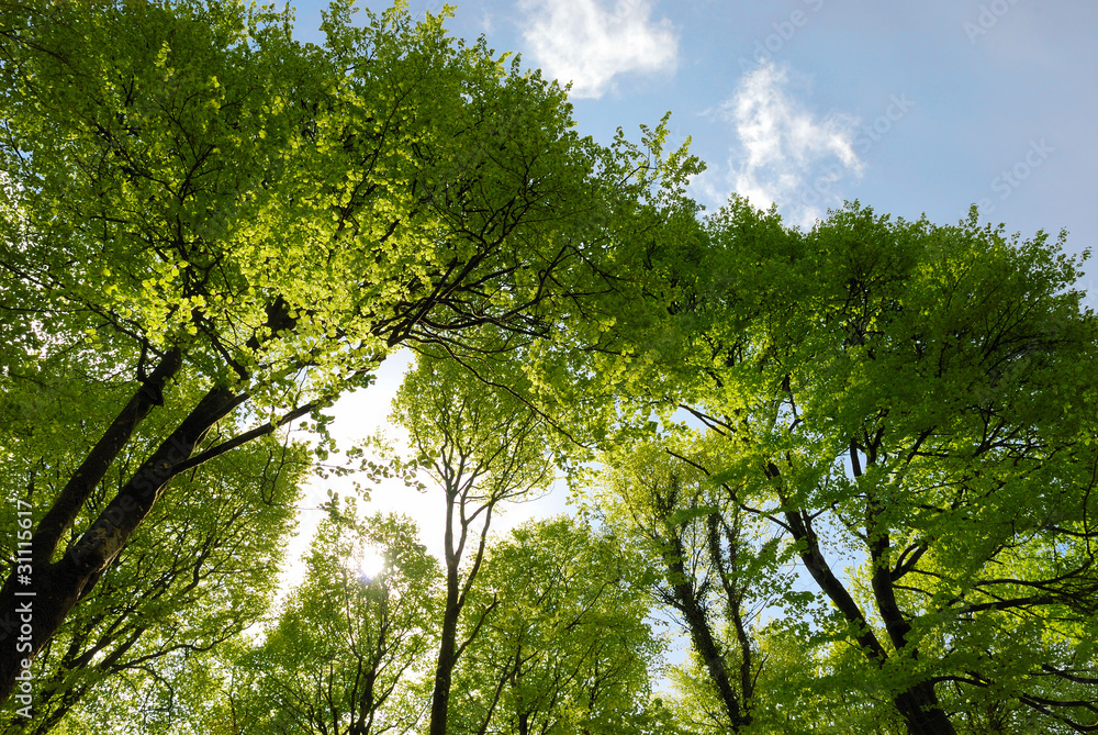 Fototapeta premium Forêt au printemps