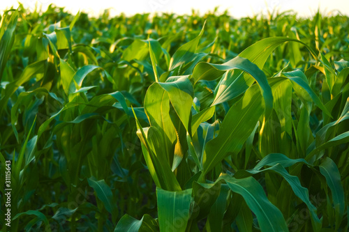 Papier peint Green maize field