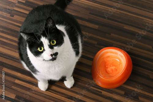 Hauskatze mit Hunger