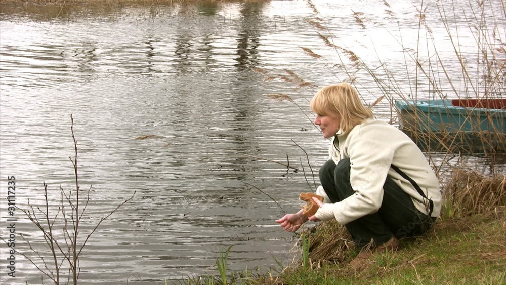 Woman feeding two swans on the river Woman feeding two swans on the river