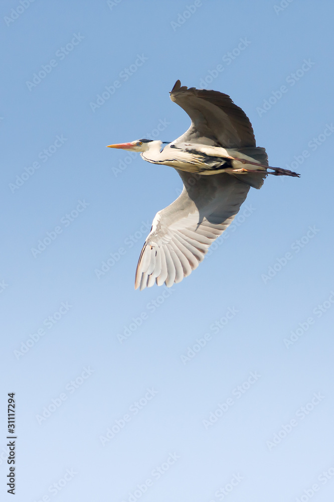 great grey heron in flight against the blue sky / Ardea cinerea great grey heron in flight against the blue sky / Ardea cinerea