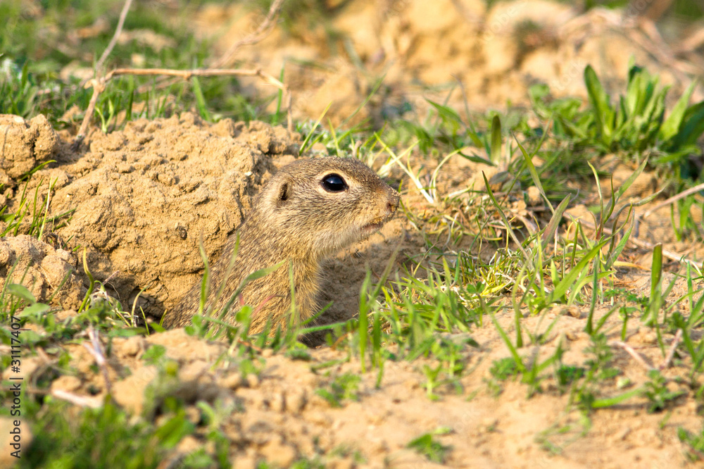 European ground squirrel / Spermophilus citellus European ground squirrel / Spermophilus citellus