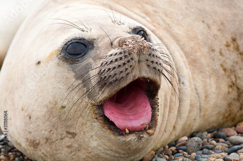 Female Elephant Seal.