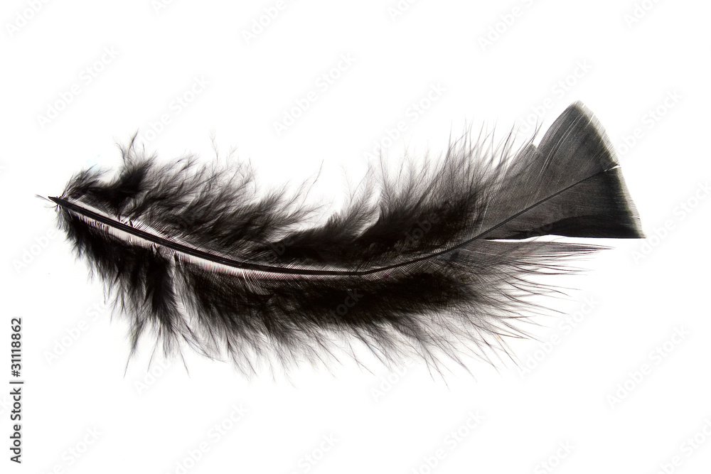 Feather