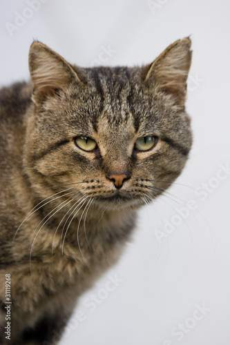 Felis catus, cat © fotoparus