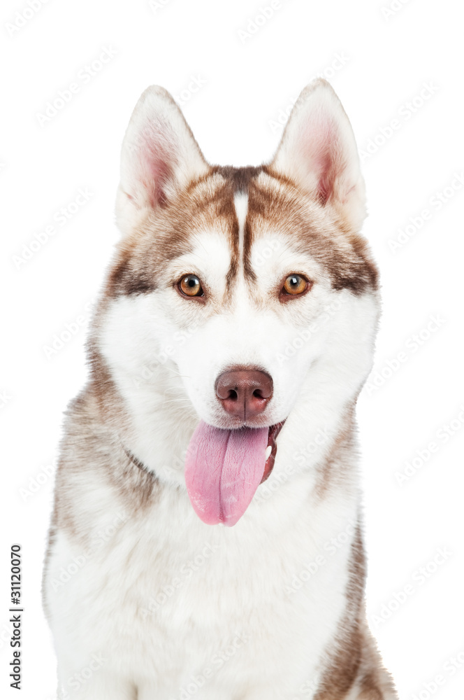 siberian husky dog