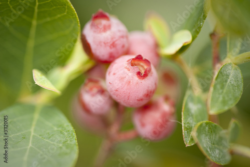 fresh healthy blueberries growing on tree in garden