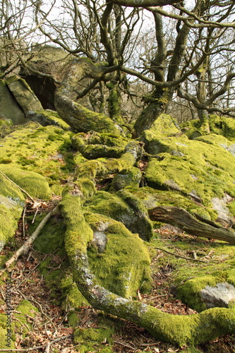 Moss covered fallen tree and rocks