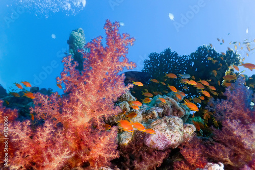 Coral reef scene with anthias fish and soft coral