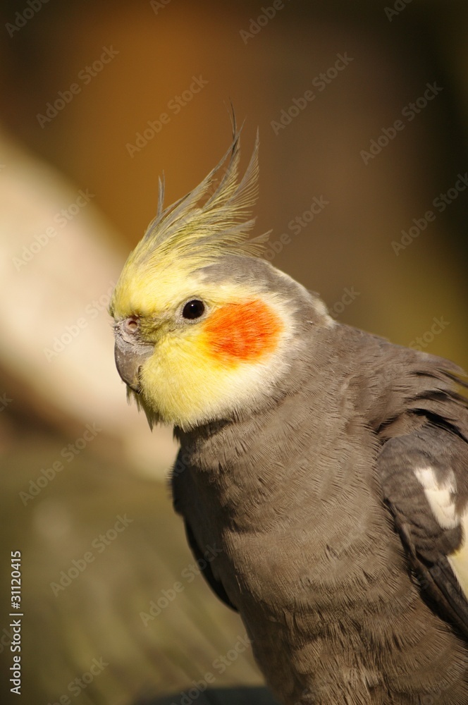 Nymphicus hollandicus Nymphicus hollandicus