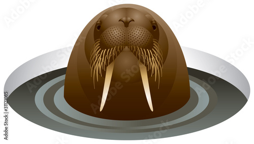 Walrus in the ice-hole