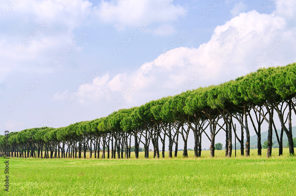 Fototapeta premium Pinienallee - pine avenue 01