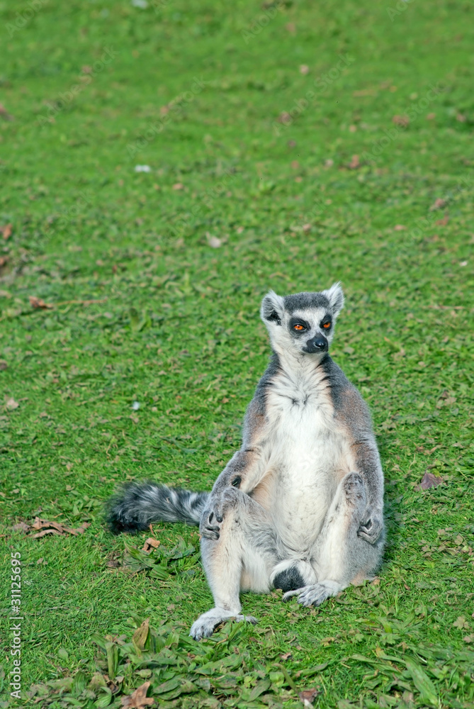 Obraz premium Ring-tailed lemur (Lemur Catta) sits on the grass