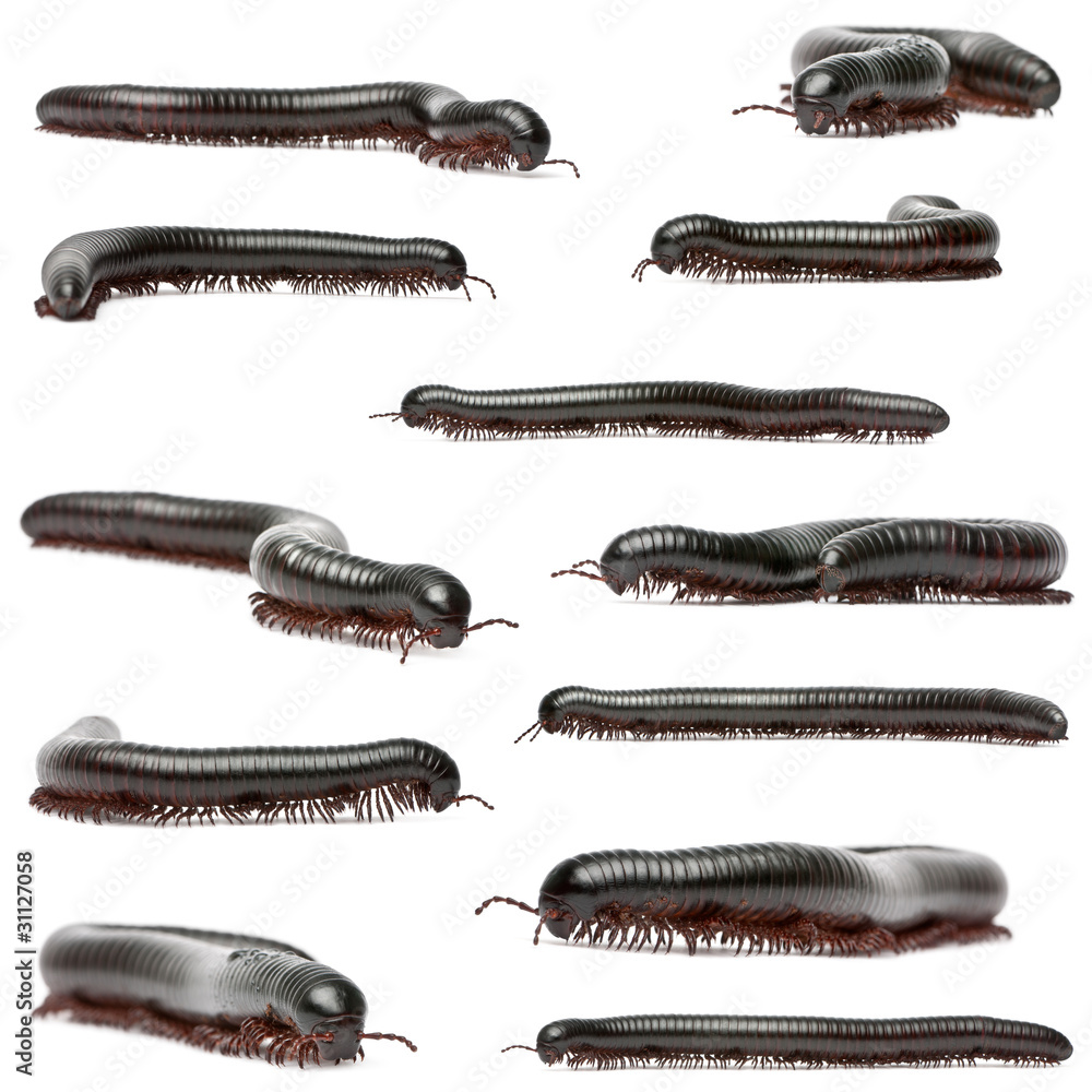 Millipedes, Myriapoda, Spirostreptus giganteus Millipedes, Myriapoda, Spirostreptus giganteus