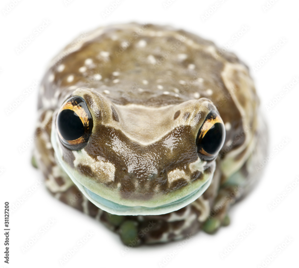 Obraz premium Amazon Milk Frog, Trachycephalus resinifictrix