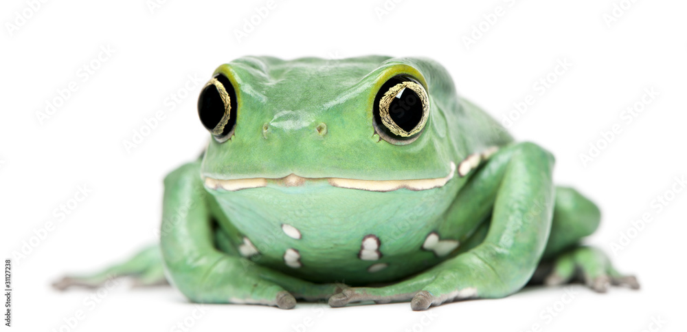 Obraz premium Waxy Monkey Leaf Frog, Phyllomedusa sauvagii
