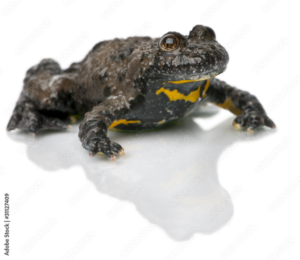 Fototapeta premium Yellow-Bellied Toad, Bombina variegata