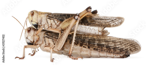 Two migratory locust, Locusta migratoria