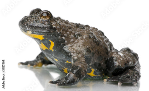 Yellow-Bellied Toad, Bombina variegata