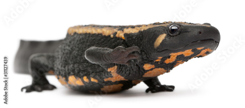 Принти на полотні Laos Warty Newt, Paramesotriton laoensis