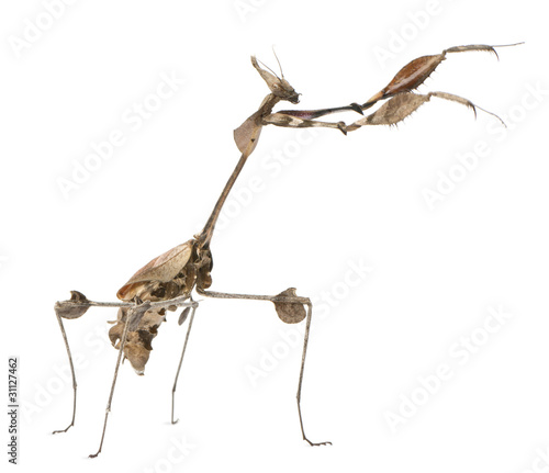 Wandering Violin Mantis, Gongylus gongylodes © Eric Isselée