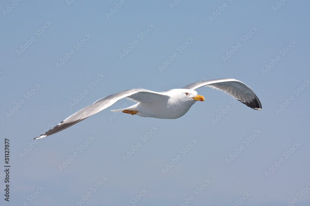 seagull in flight against the blue sky seagull in flight against the blue sky