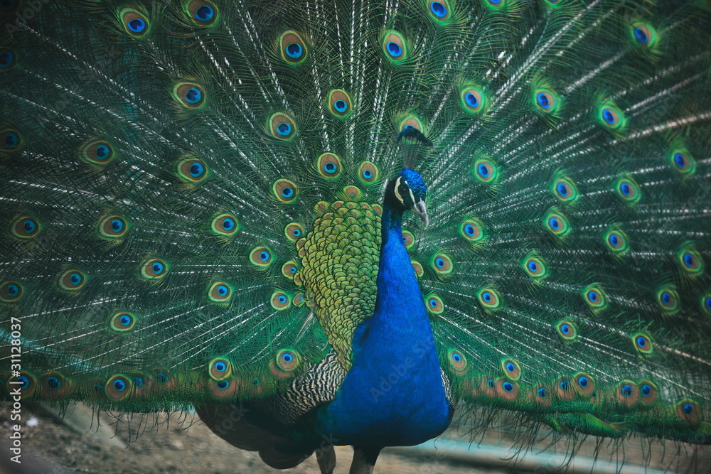 Obraz premium peacock bird closeup background