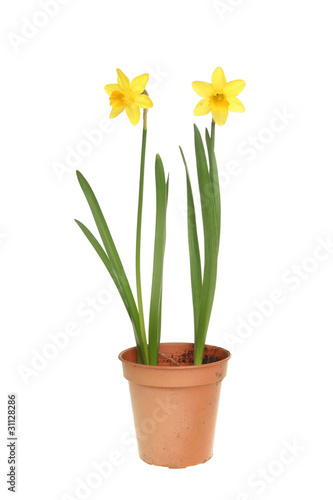 Tete a tete daffodills