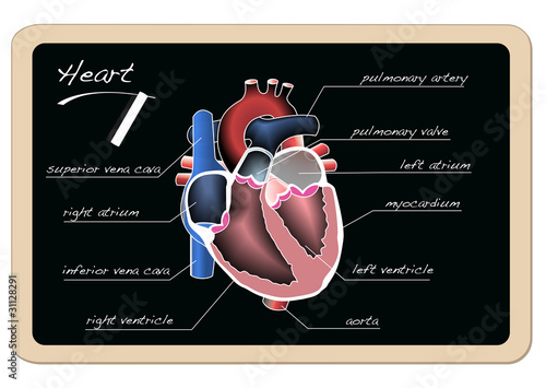 Corazon 4