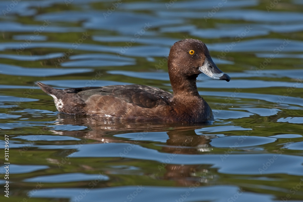 Tufted Duck (Aythya fuligula, female) swim on the lake Tufted Duck (Aythya fuligula, female) swim on the lake