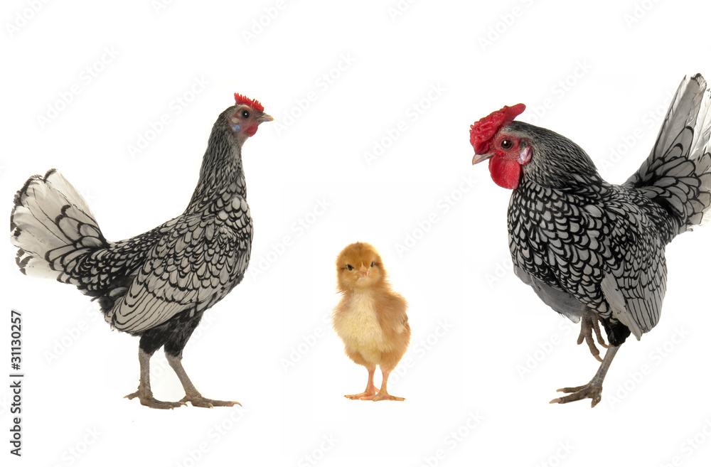 Fototapeta premium hen and cock