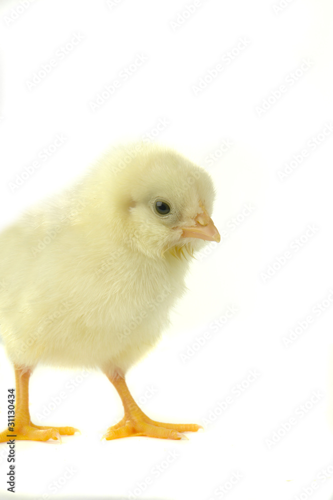 chick