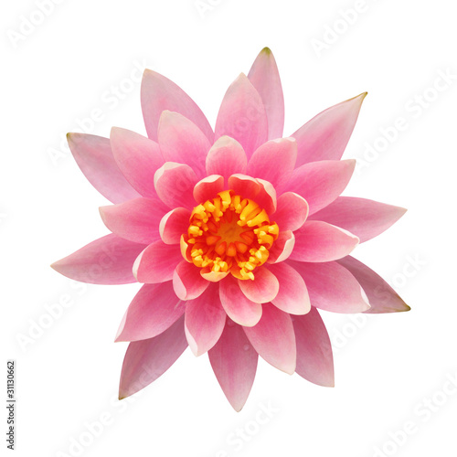 Water lily isolated on white background     clipping path included