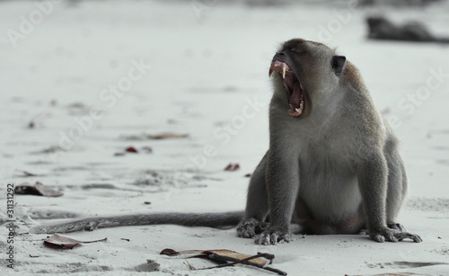 Monkey sitting on a sand and gaping