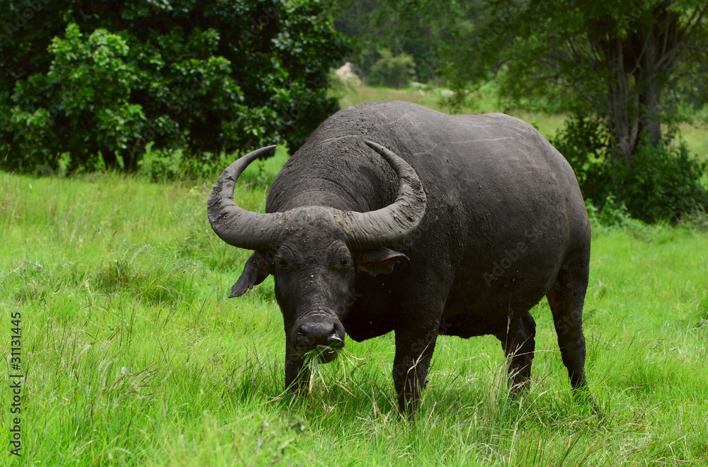 Close up shot of a water buffalo standing on green grass and looking to a camera Close up shot of a water buffalo standing on green grass and looking to a camera