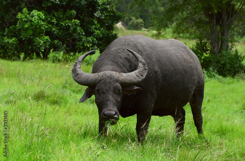 Close up shot of a water buffalo standing on green grass and looking to a camera