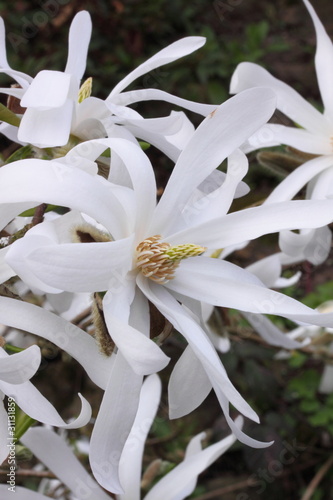 magnolia stellata tree in flower photo