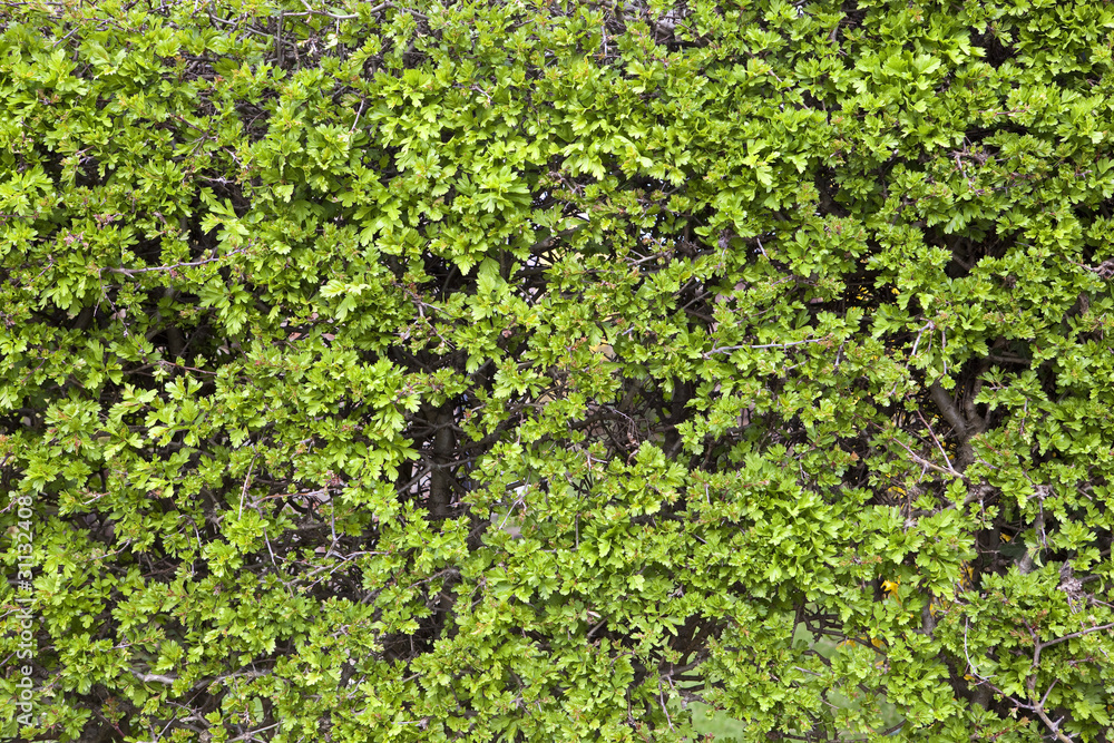 hawthorn hedge