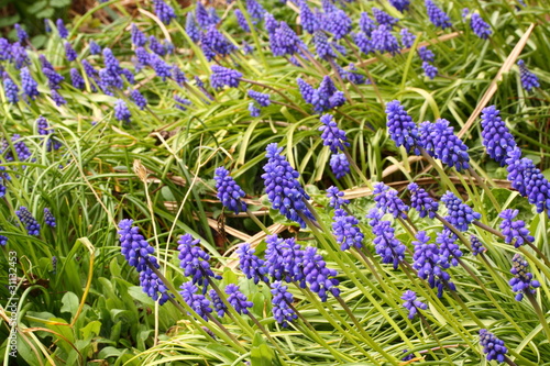 muscari photo