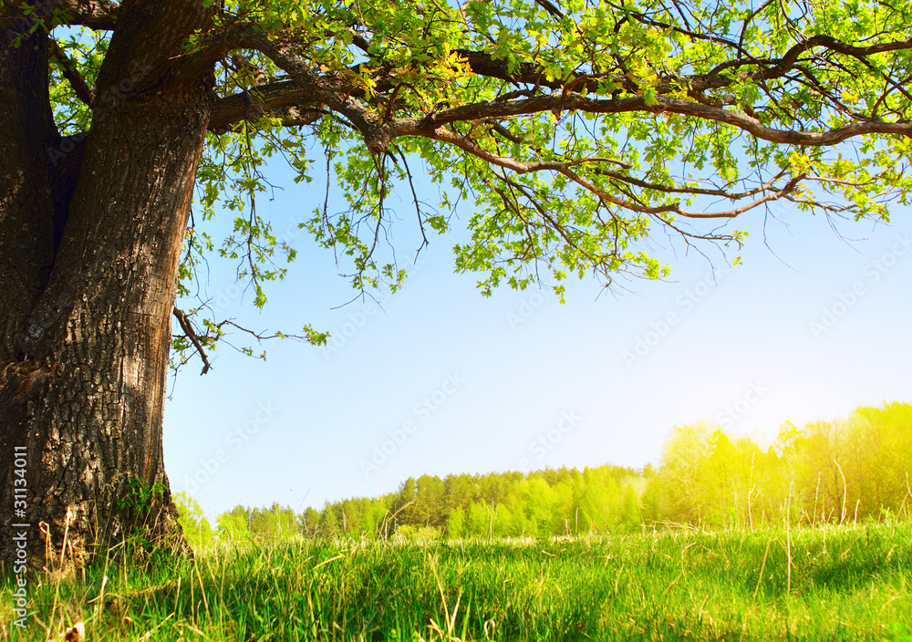 Fototapeta premium Tree