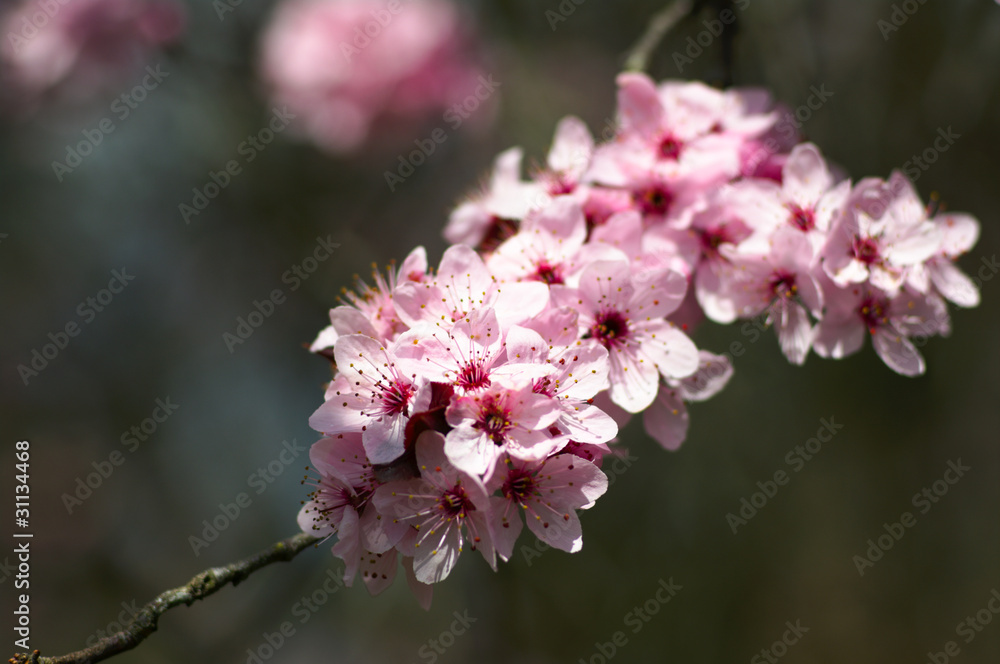 Obraz premium cherry tree spring blossom