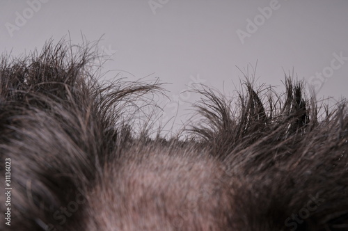 Hair