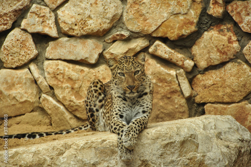 Panther in the Zoo  Haifa