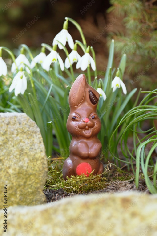 Obraz premium Easter chocolate Bunny