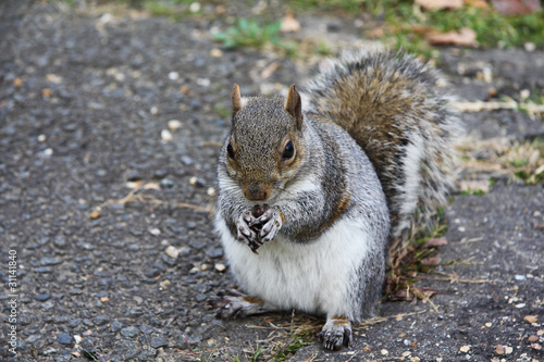 Squirrel eats a nut