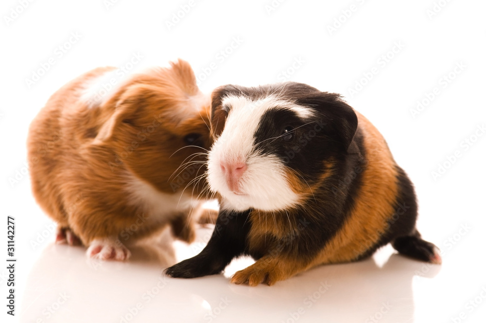 baby guinea pigs baby guinea pigs