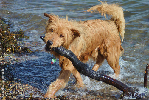 Hund mit Stöckchen