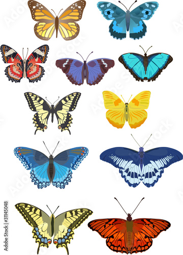 butterflies