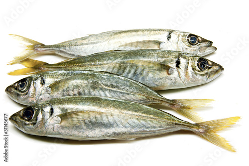 Atlantic horse mackerel fish on white photo