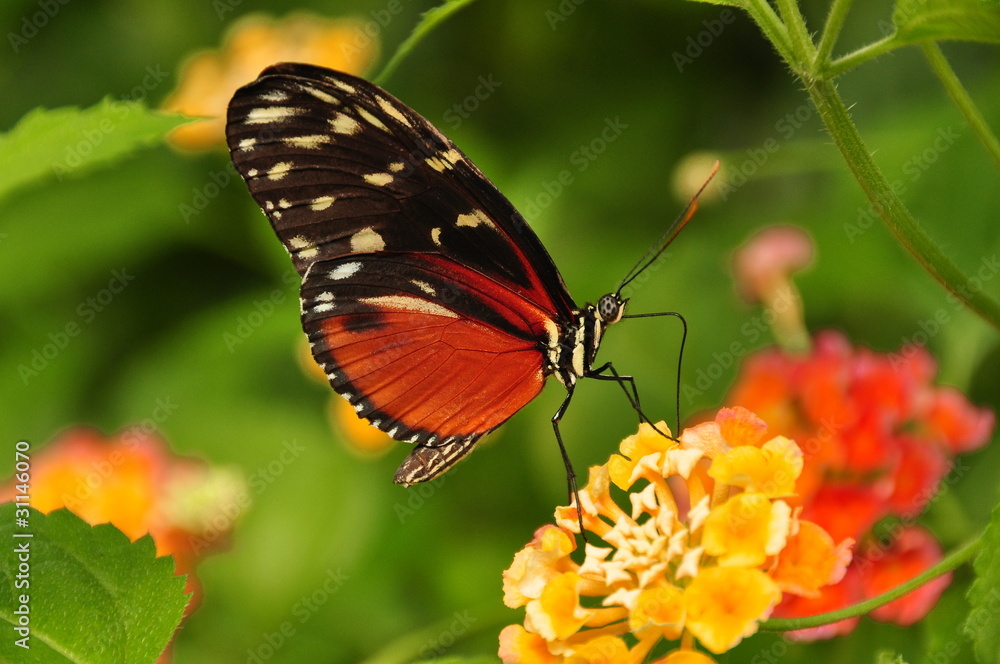 Feeding Golden Helicon Butterfly Feeding Golden Helicon Butterfly